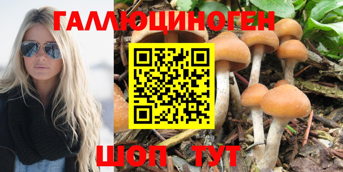 Псилоцибиновые грибы Psilocybe Гусев